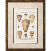 Cone / Strombe Wall Art (Set of 2)
