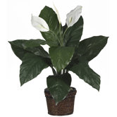 Silk Spathyfillum Plant with Wicker in Green
