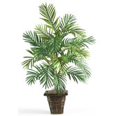 Indoor Plants