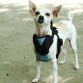 Dog Auto Harness with Tether