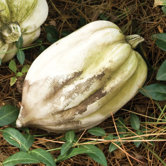 Ornament Acorn Squash Statue
