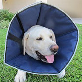 Procone Soft Recovery Collar in Navy