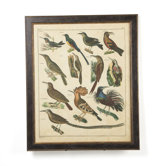 Aviary 3 on Canvas Framed Print
