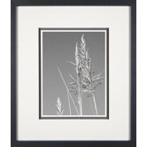 Grasses in the Wind 3 Framed Print