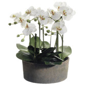 19" Phalaenopsis Orchid Plant in Clay Pot