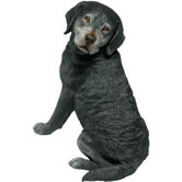 Original Size Sitting Labrador Retriever Sculpture in Black