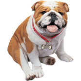 Life Size Large Bulldog Sculpture in Fawn