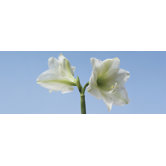 Ultimate Lilies Panoramic Wall Mural