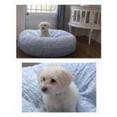 Rose Dog Bed
