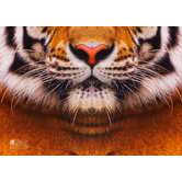 Tiger Sniffing Notebook