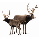 Large Ride-On Reindeer Stuffed Animal