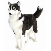 Life Size Husky Dog Stuffed Animal