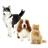 Domestic Pet Stuffed Animal Collection I