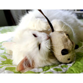 Wool Mouse Cat Toy