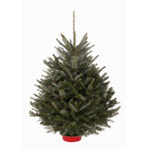 30-36" Live Fraser Fir "Grade A" Table Top Tree With Pre-attached Tree Stand