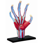 4D-Vision Human Hand Anatomy Model