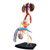 4D-Vision Human Male Reproductive Anatomy Model