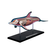 4D-Vision Dolphin Anatomy Model