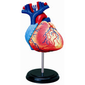 4D-Vision Human Heart Anatomy Model