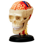 4D-Vision Human Cranial Nerve Skull Anatomy Model