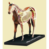 4D-Vision Horse Anatomy Model