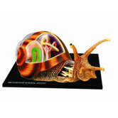 4D-Vision Snail Anatomy Model