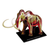 4D-Vision Woolly Mammoth Anatomy Model