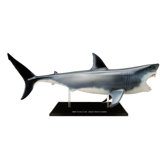 4D-Vision Great White Shark Anatomy Model