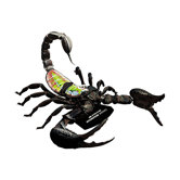 4D-Vision Scorpion Anatomy Model