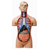 4D-Vision Deluxe Human Anatomy Torso Model