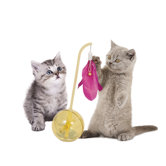 Cat Toys