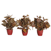 Floral Artificial Potted French Ivy in Brown (Set of 3)
