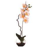 Floral Orchid in Soil