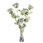 Floral Queen Anne's Lace