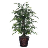 Japanese Maple Bush