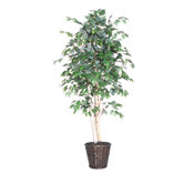 Blue Ridge Fir Executive Paper Birch Tree