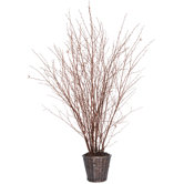 Natural Winter Birch Tree