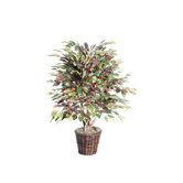Blue Mystic Ficus Tree