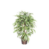 Blue Mango Tree