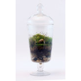 Picture That Assembled Terrarium