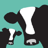 Animal - Cows Stretched Wall Art