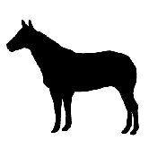 Silhouette - Horse Stretched Wall Art