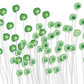 Imagination - Wildflowers Stretched Wall Art
