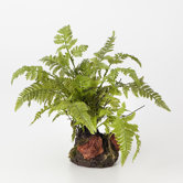 Leather Fern Drop Plant
