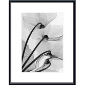 Cyclamen Study #4 by Steven Meyers  Metal Framed Art Print