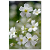 Baby's Breath III by Kurt Shaffer, Canvas Art - 24" x 16"