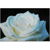 White Rose Beauty 2 by Kurt Shaffer, Canvas Art - 16" x 24"