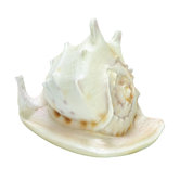 Delicate Whelk Sea Snail D&eacute;cor Shell