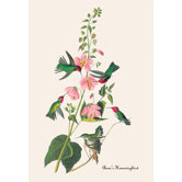 Anna's Hummingbird Canvas Art