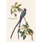 Fork-Tailed Flycatcher Canvas Art
